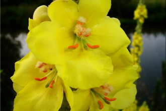 Divizna velkokvětá - letní léčivá bylina