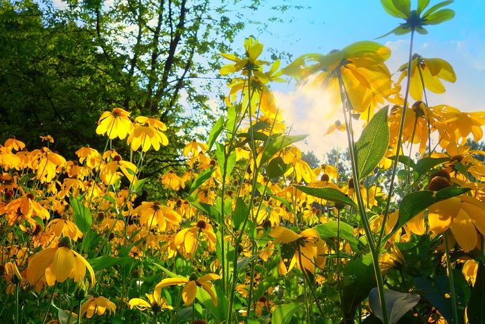 Echinacea hojí i léčí Echinacea hojí i léčí
