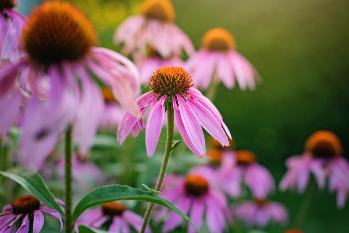 Echinacea - pomocník pro silnější imunitu