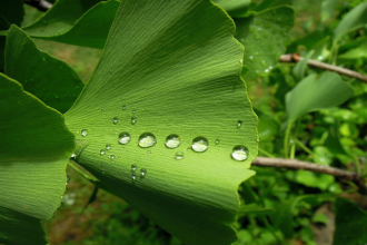 Ginkgo biloba (Jinan dvoulaločný) - účinky a na co si dát pozor