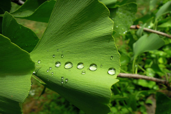 Ginkgo Biloba Ucinky () Ginkgo Biloba Ucinky
