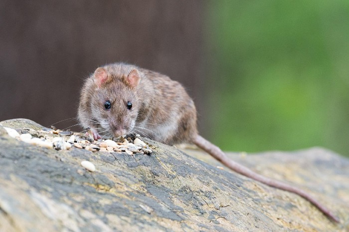 Hantavirus: Co to je, jaké jsou příznaky a jak se chránit?