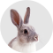 Antiparazitika pro králíky