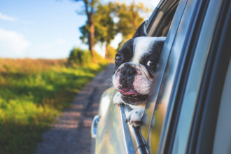 Jak cestovat se psem a co si vzít s sebou