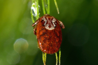 Klíšťová encefalitida - prevence, příznaky a léčba