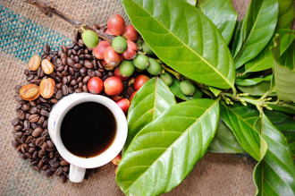 Nejen pro milovníky kávy: jaké účinky má na nás kofein v kosmetice