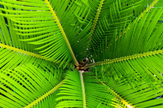 Palmový olej a jeho účinky - co na to naši dodavatelé?