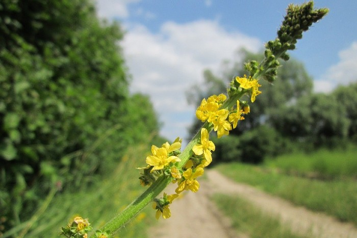 Řepík lékařský – přírodní podpora trávení, ústní dutiny i pokožky