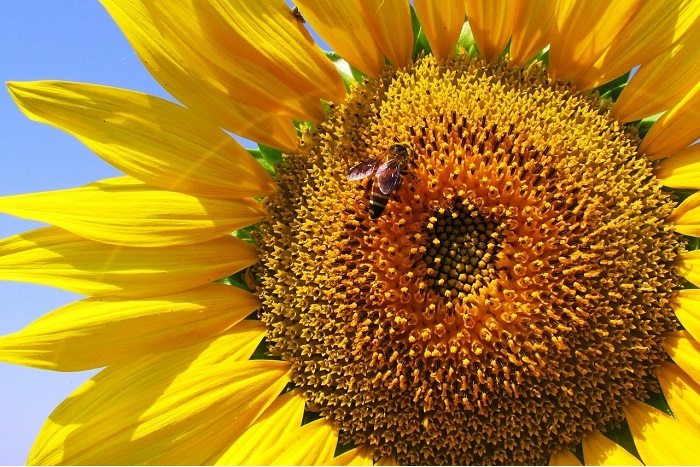 Včelí pyl a jeho příznivé účinky