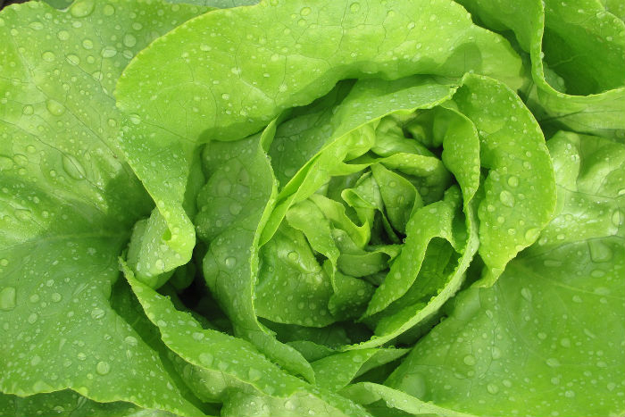 Vitamín B9 (kyselina listová, acidum folicum) - zelenina má zelenou